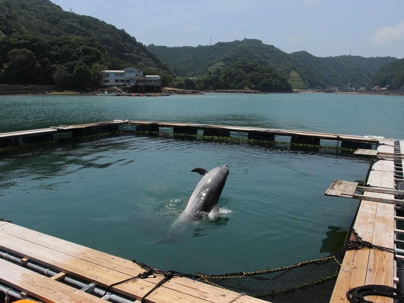 くじらが人気の観光スポット